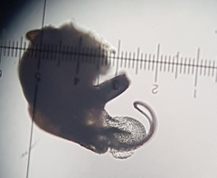 Micrargus herbigradus