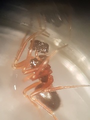 Walckenaeria cuspidata