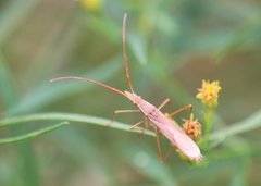 Protenor belfragei