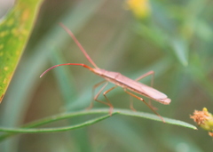 Protenor belfragei
