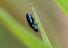 Lebia