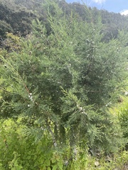 Cupressus lusitanica