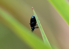 Lebia
