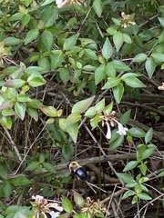 Xylocopa virginica virginica