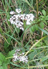 Valeriana officinalis