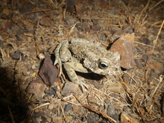 Bufotes viridis balearicus