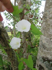 Calystegia sepium