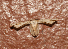 Antiplecta triangularis