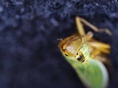 Cicadella