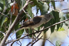 Colluricincla harmonica