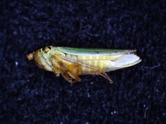 Cicadella