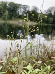 Alisma