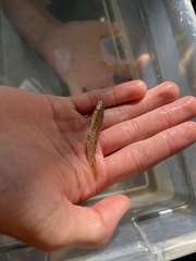 Etheostoma nigrum