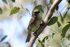 Colluricincla harmonica