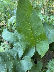 Arctium lappa