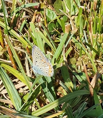 Polyommatus icarus