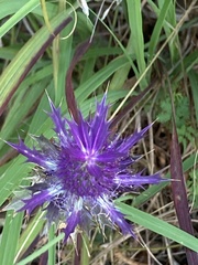 Eryngium hookeri