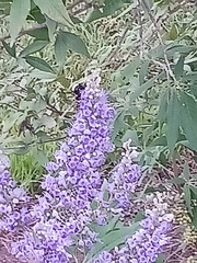 Bombus pensylvanicus