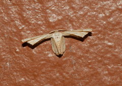 Antiplecta triangularis