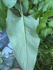 Arctium lappa
