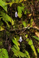 Streptocarpus brachynema image