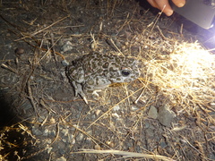 Bufotes viridis balearicus