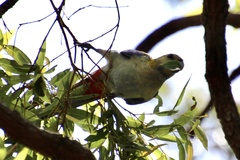 Platycercus adscitus