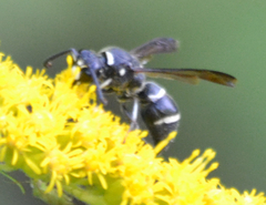 Euodynerus schwarzi