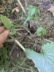 Arctium lappa