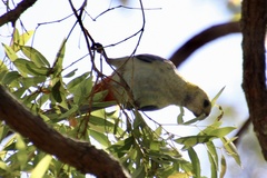 Platycercus adscitus