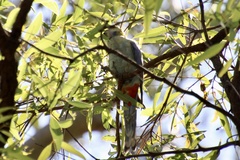 Platycercus adscitus