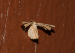 Antiplecta triangularis