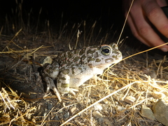 Bufotes viridis balearicus