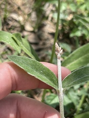 Froelichia floridana