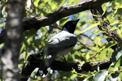 Coracina novaehollandiae