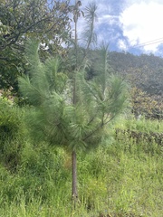 Pinus