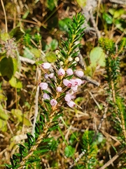 Erica vagans