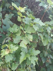 Physocarpus opulifolius