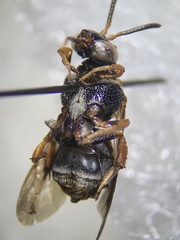 Epeolus bifasciatus