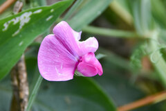 Lathyrus latifolius