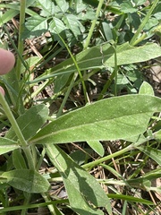Froelichia floridana