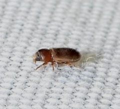 Tropicus pusillus