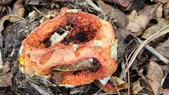 Clathrus columnatus