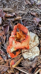 Clathrus columnatus