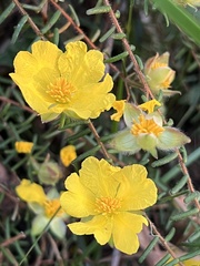 Hibbertia stricta