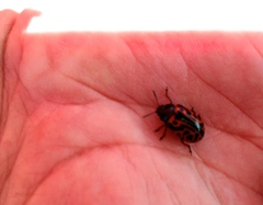 Calligrapha serpentina