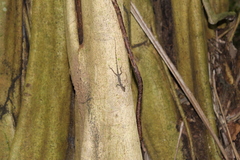 Anolis trachyderma