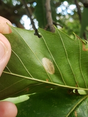 Phyllonorycter messaniella