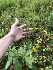Solidago arguta