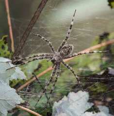 Dolomedes albineus